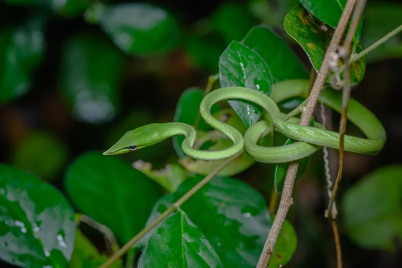 Rắn roi mõm nhọn (Ahaetulla fusca)