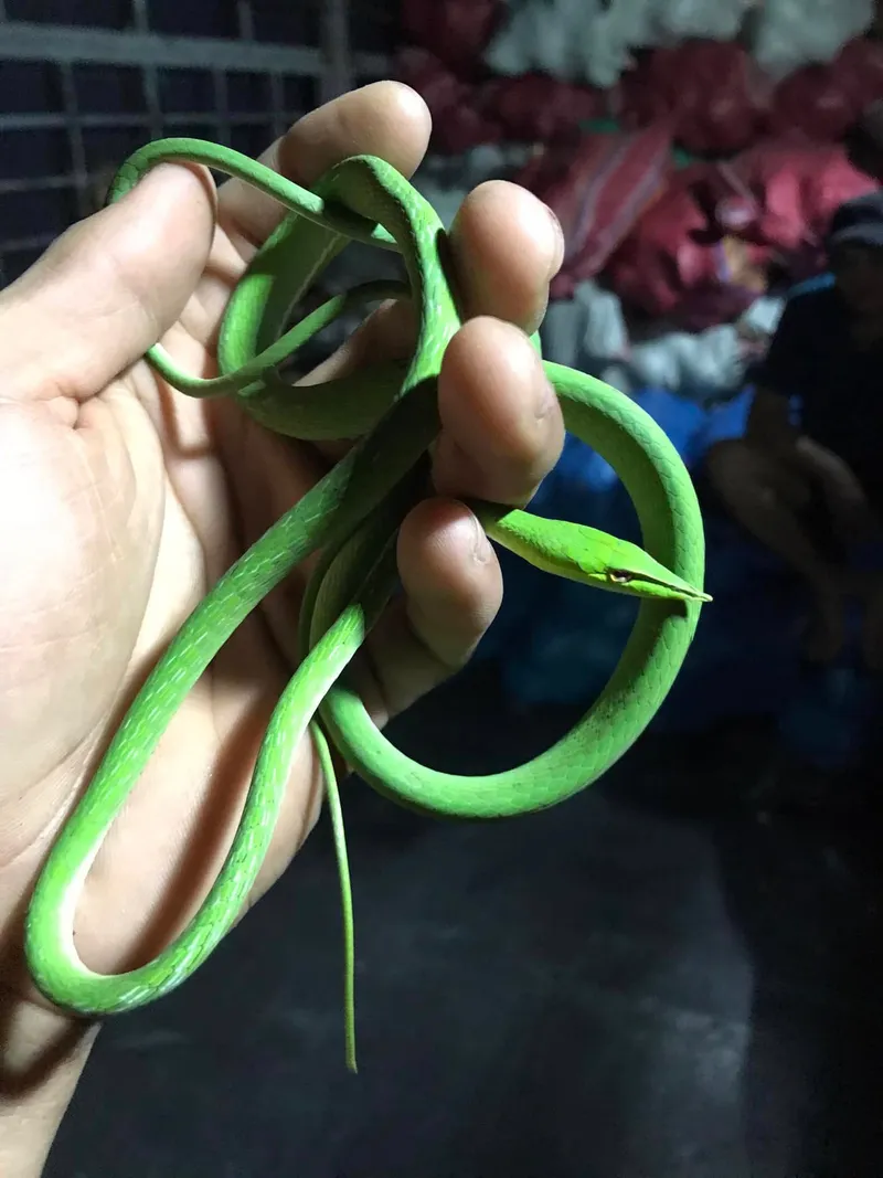 Rắn roi mõm nhọn (Ahaetulla fusca) gallery 6
