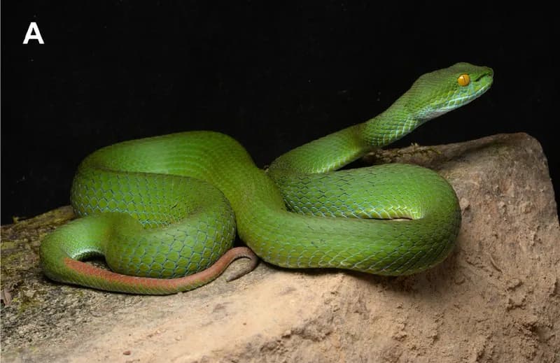 Rắn lục mép xanh dương (Trimeresurus cyanolabris)