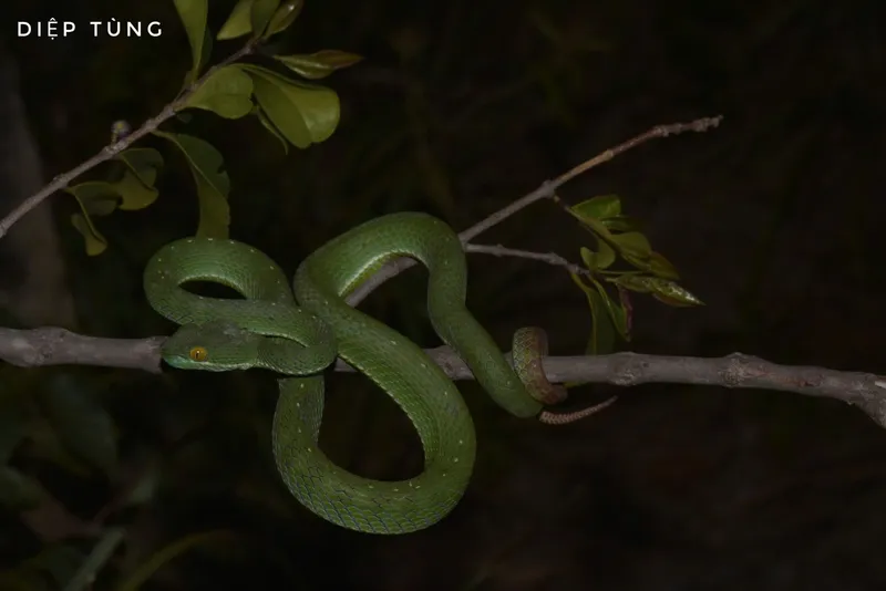 Rắn lục mép xanh dương (Trimeresurus cyanolabris) gallery 2