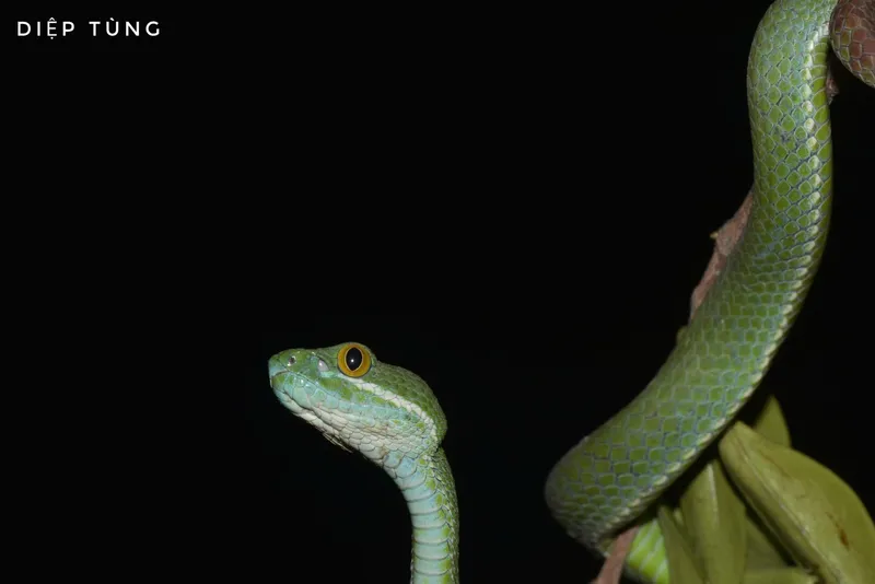 Rắn lục mép xanh dương (Trimeresurus cyanolabris) gallery 3