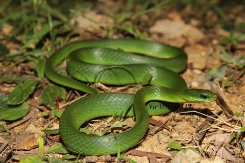 Rắn đai lớn (Ptyas major)