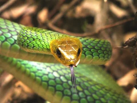 Rắn ráo xanh Bạch Mã (Ptyas bachmaensis)