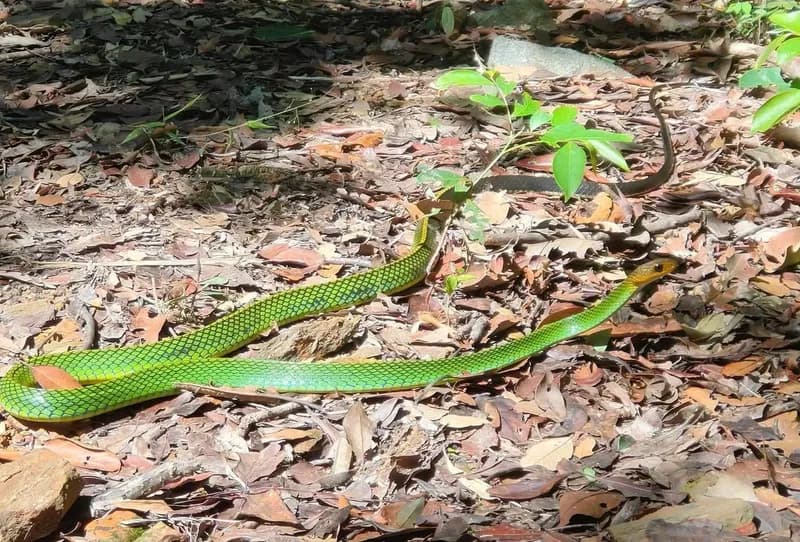 Rắn ráo xanh Bạch Mã (Ptyas bachmaensis) gallery 2