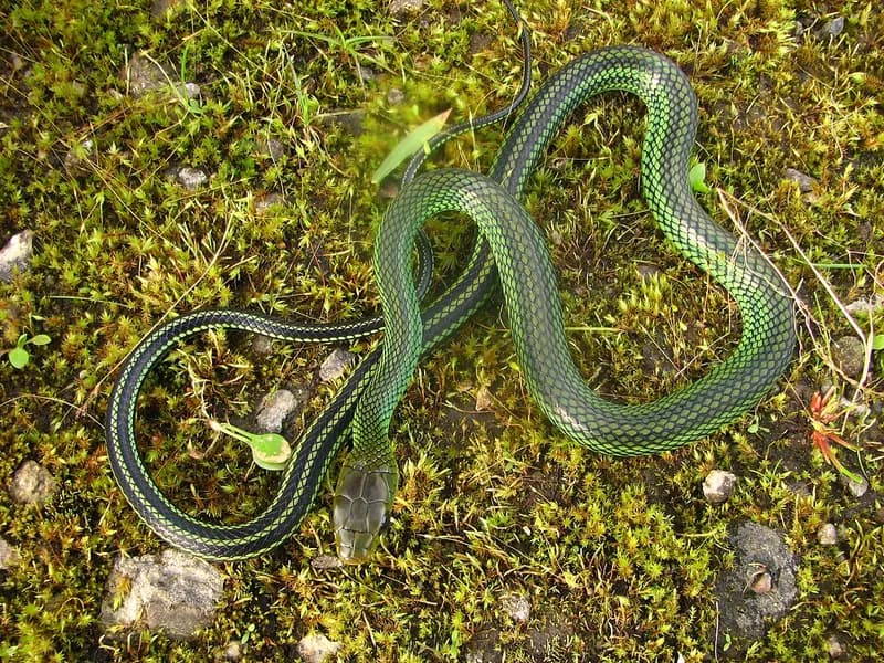 Rắn ráo xanh (Ptyas nigromarginata)