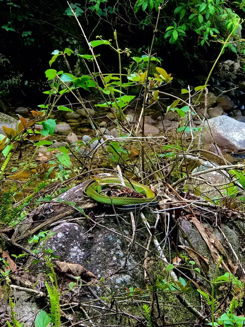 Rắn ráo xanh (Ptyas nigromarginata) gallery 3