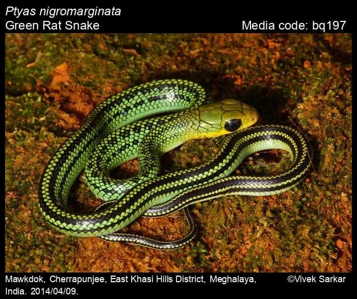 Rắn ráo xanh (Ptyas nigromarginata) gallery 7