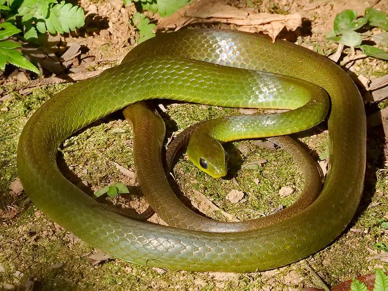 Rắn nhiều đai (Ptyas multicincta)