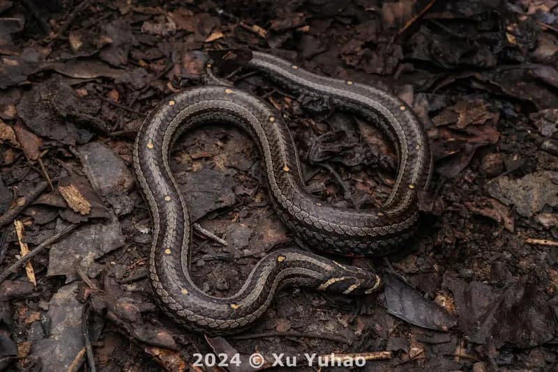 Rắn khiếm La-kro-xi (Oligodon lacroixi) gallery 2