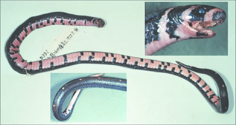 Rắn khiếm La-kro-xi (Oligodon lacroixi) gallery 5