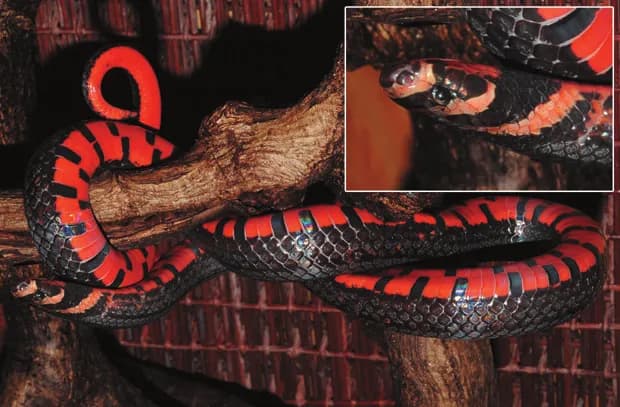 Rắn khiếm La-kro-xi (Oligodon lacroixi) gallery 6