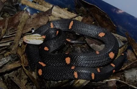 Rắn lục đầu bạc Kha-rin (Azemiops cf. kharini) gallery 2