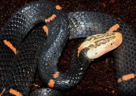 Rắn lục đầu bạc Kha-rin (Azemiops cf. kharini) gallery 5