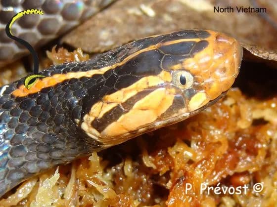Rắn lục đầu bạc (Azemiops feae) gallery 3