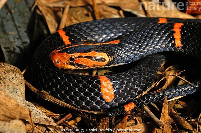 Rắn lục đầu bạc (Azemiops feae) gallery 4