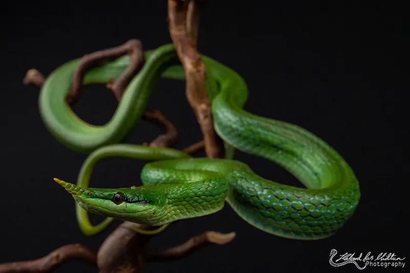 Rắn vòi (Gonyosoma boulengeri)