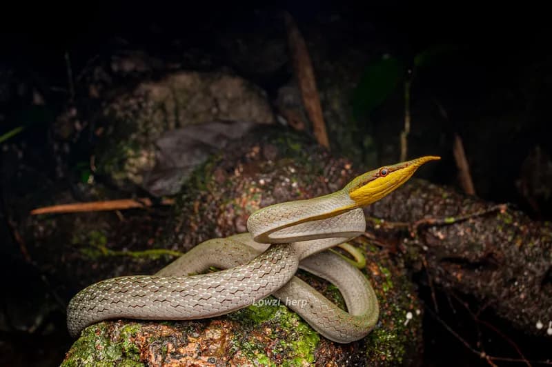 Rắn vòi (Gonyosoma boulengeri) gallery 2