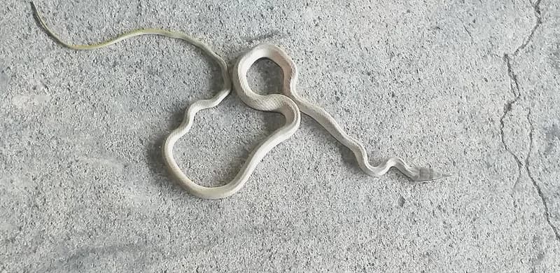 Rắn vòi (Gonyosoma boulengeri) gallery 3