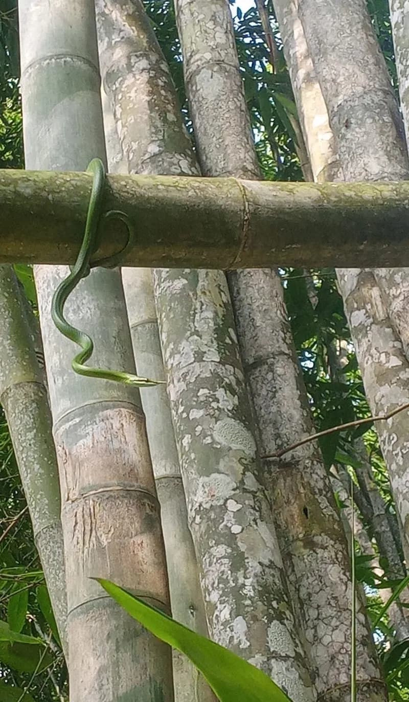Rắn vòi (Gonyosoma boulengeri) gallery 4