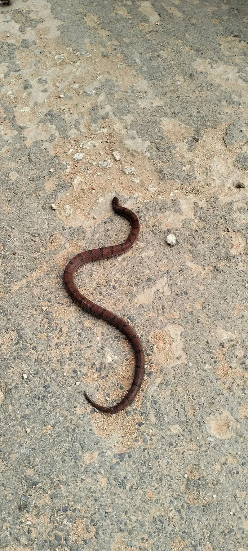 Rắn Khiếm Xám (Oligodon cinereus) gallery 10