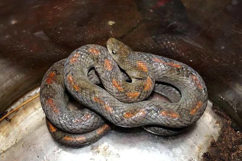 Rắn Khiếm Xám (Oligodon cinereus) gallery 11