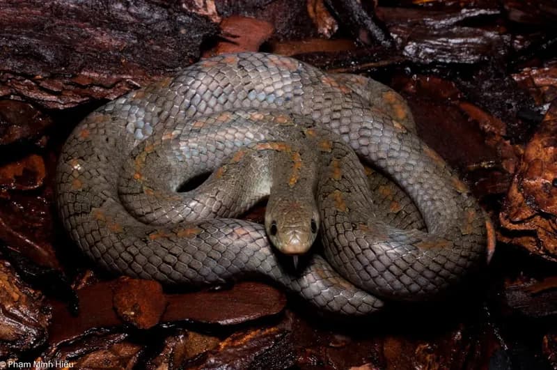 Rắn Khiếm Xám (Oligodon cinereus) gallery 12