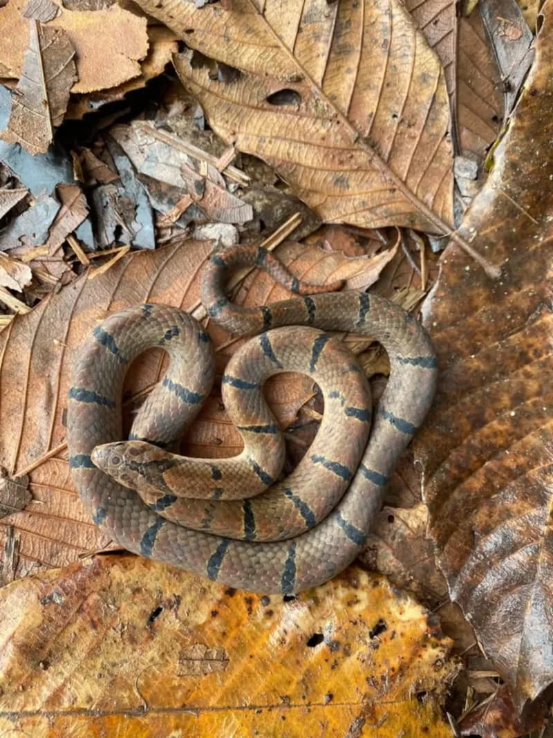 Rắn Khiếm Xám (Oligodon cinereus) gallery 13
