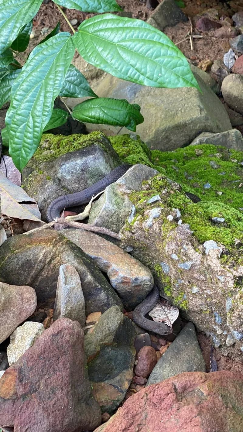 Rắn Khiếm Xám (Oligodon cinereus) gallery 3