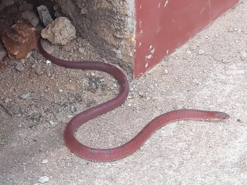 Rắn Khiếm Xám (Oligodon cinereus) gallery 4