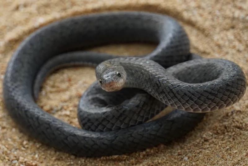 Rắn Khiếm Xám (Oligodon cinereus) gallery 5
