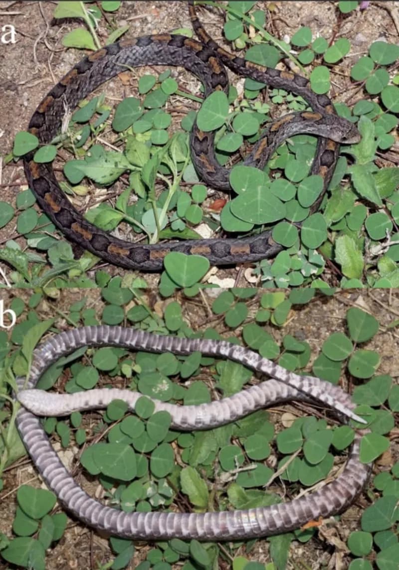 Rắn Khiếm Xám (Oligodon cinereus) gallery 6