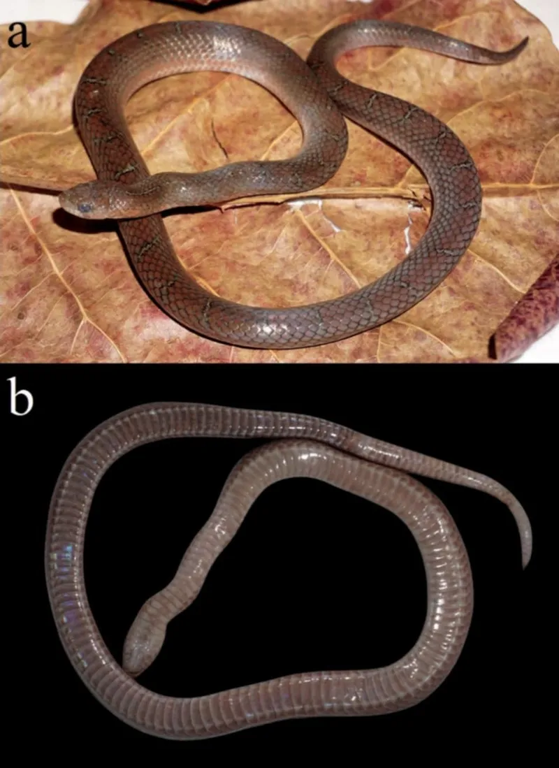 Rắn Khiếm Xám (Oligodon cinereus) gallery 7