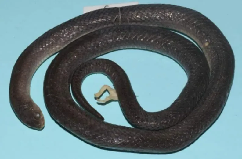Rắn Khiếm Xám (Oligodon cinereus) gallery 8