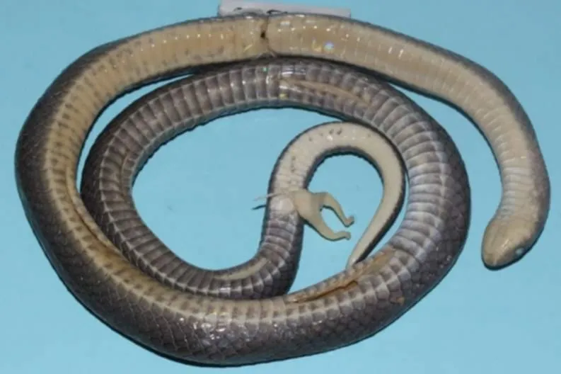 Rắn Khiếm Xám (Oligodon cinereus) gallery 9