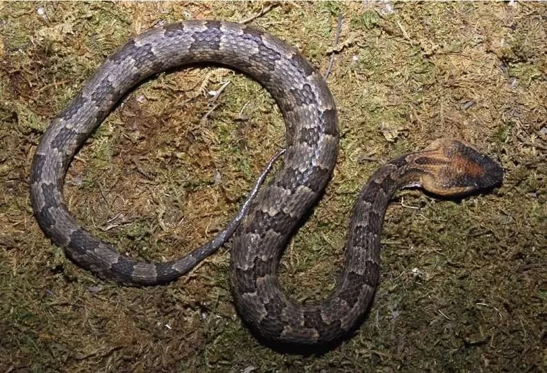 Rắn lục núi (Ovophis anitae)