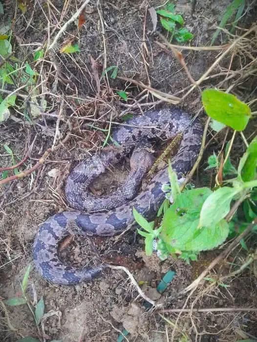 Rắn lục núi (Ovophis monticola)
