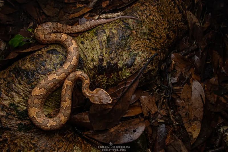 Rắn lục núi (Ovophis tonkinensis)