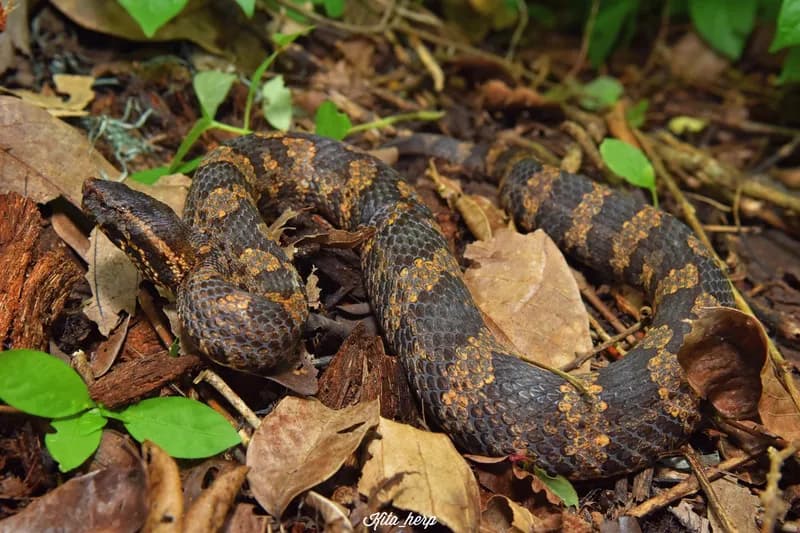 Rắn lục núi (Ovophis tonkinensis) gallery 3
