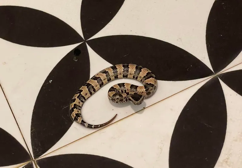 Rắn lục núi (Ovophis tonkinensis) gallery 4