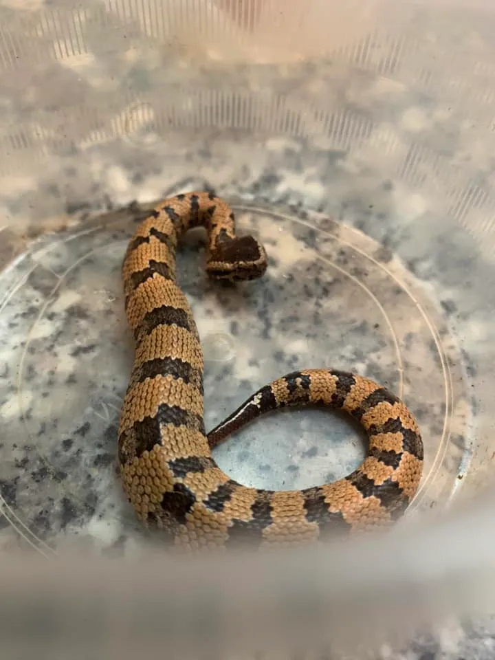 Rắn lục núi (Ovophis tonkinensis) gallery 5