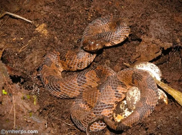 Rắn lục núi (Ovophis tonkinensis) gallery 6