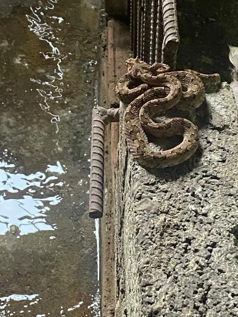 Rắn lục sừng (Protobothrops cornutus) gallery 2