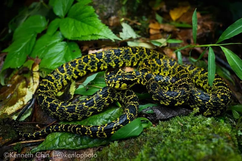 Rắn lục Jerdon (Protobothrops jerdonii)