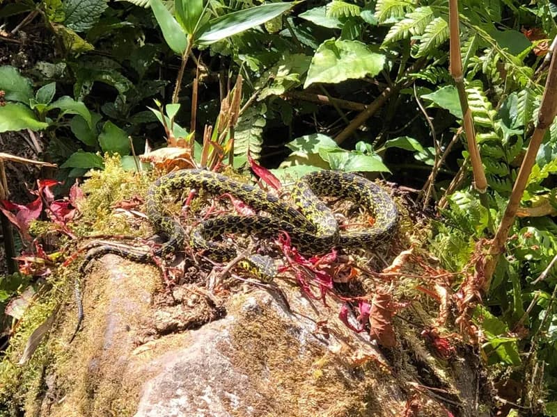 Rắn lục Jerdon (Protobothrops jerdonii) gallery 3