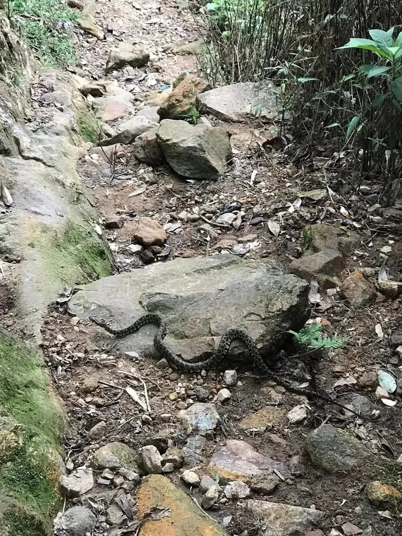 Rắn lục Jerdon (Protobothrops jerdonii) gallery 4