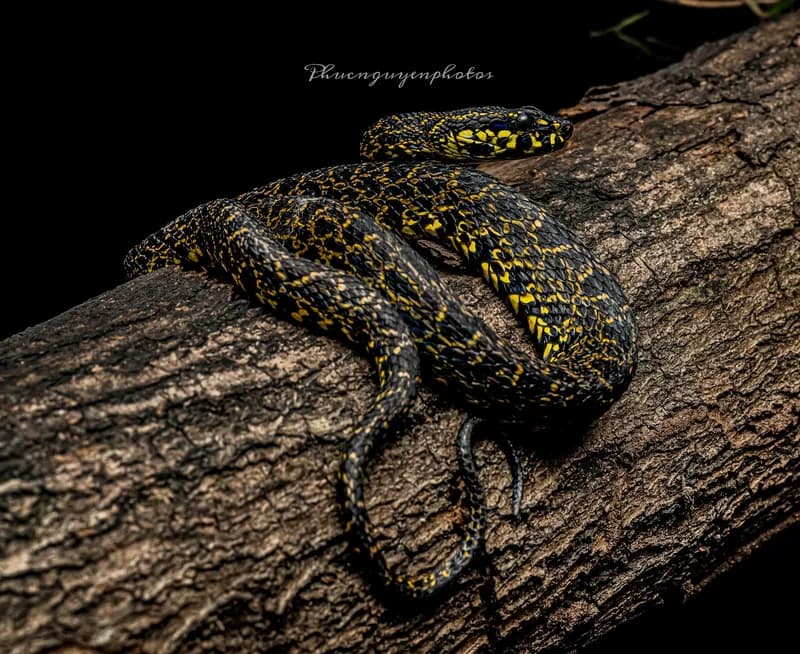 Rắn lục Jerdon (Protobothrops jerdonii) gallery 5