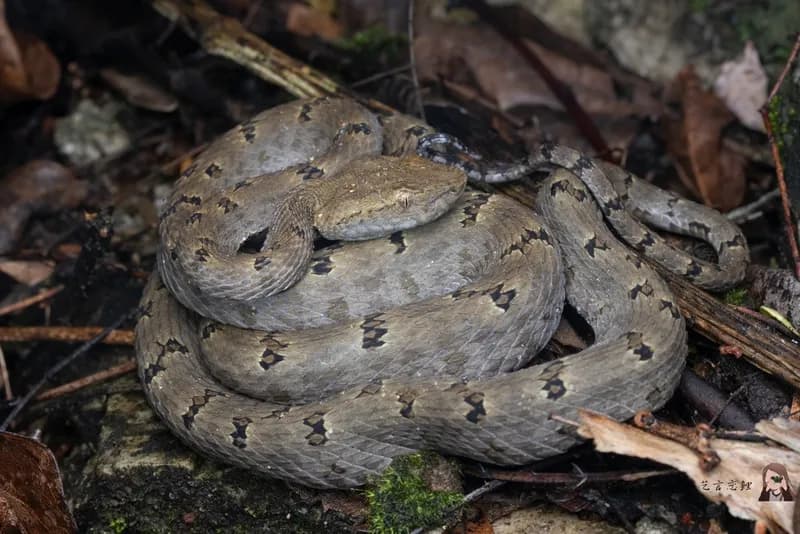 Rắn lục Mậu Lan (Protobothrops maolanensis)