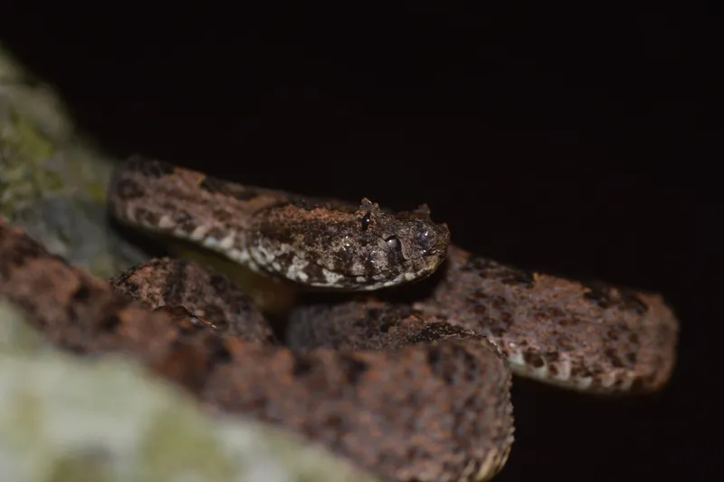 Rắn lục vảy sừng ba gờ (Protobothrops sieversorum)