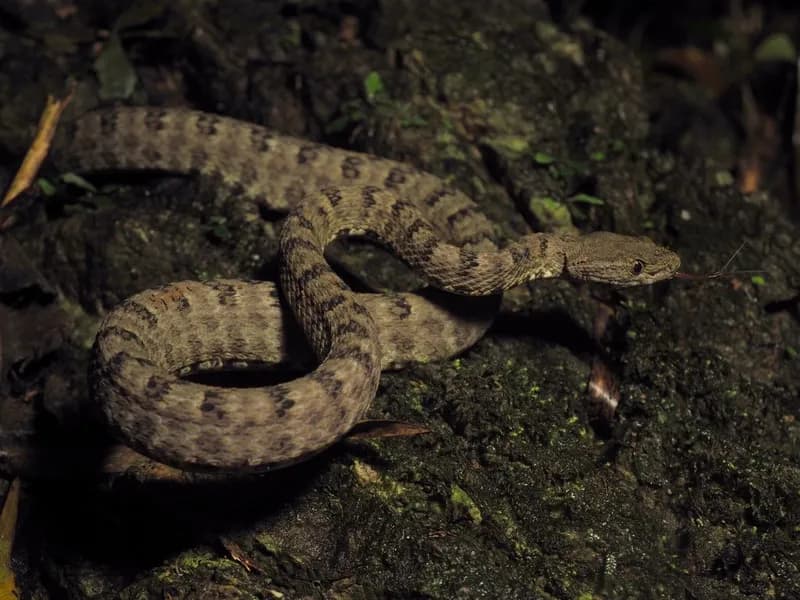 Rắn lục Trùng Khánh (Protobothrops trungkhanhensis)