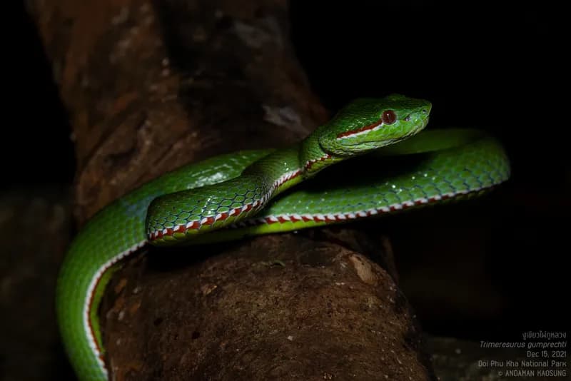 Rắn lục Gumprecht (Trimeresurus cf. gumprechti)